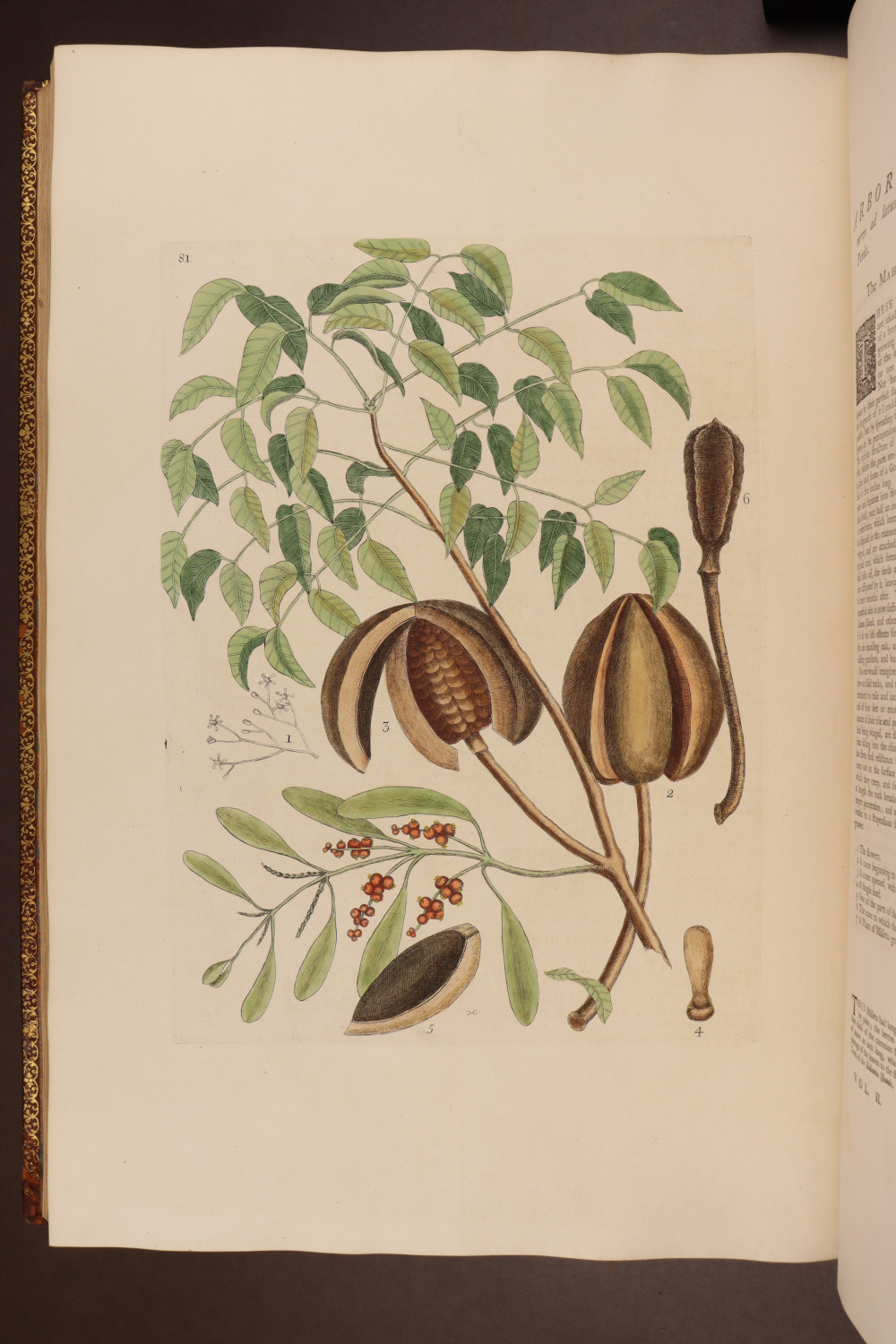 Plate 81